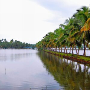 coconut trees