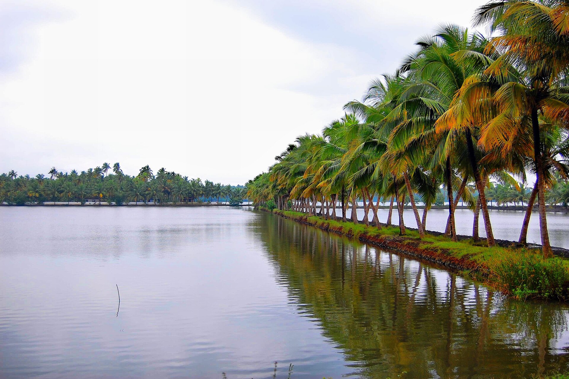coconut trees