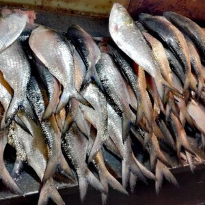 hilsa fish