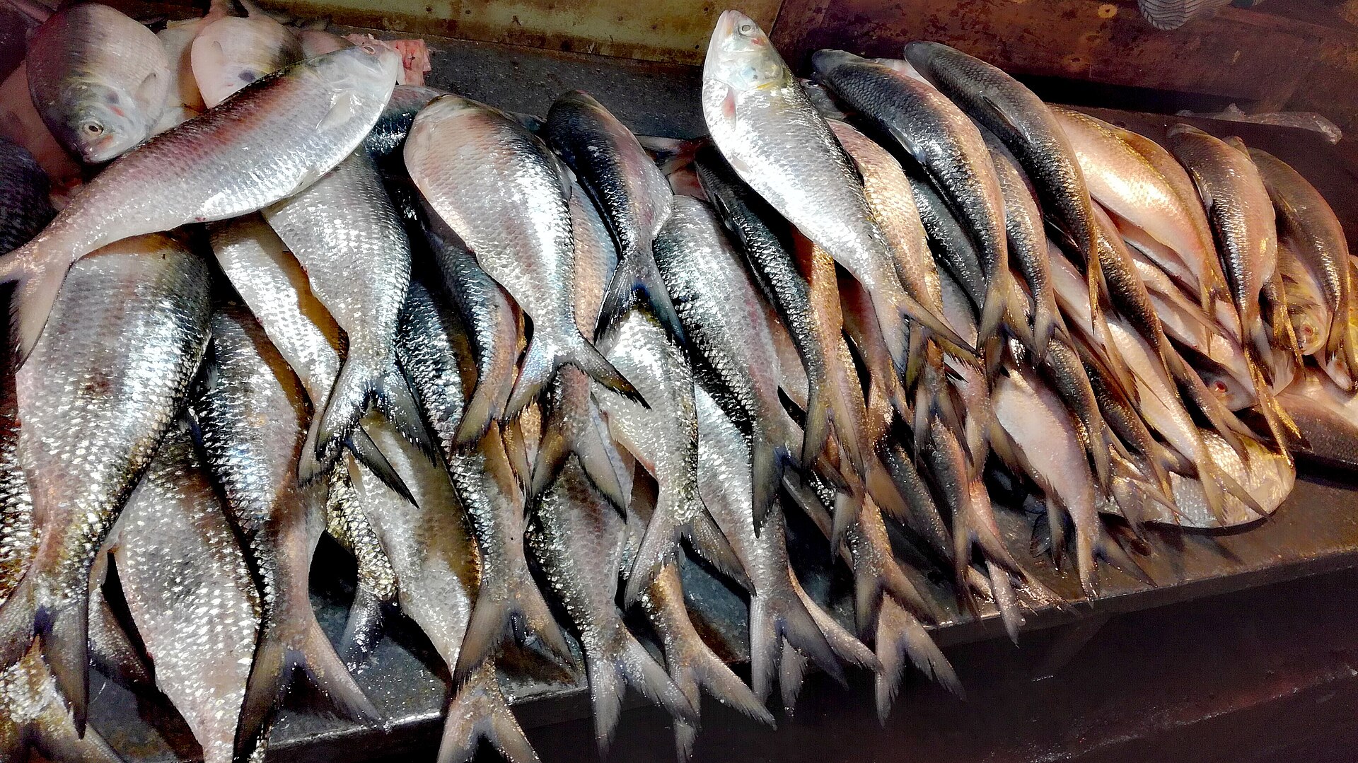 Fresh Fish