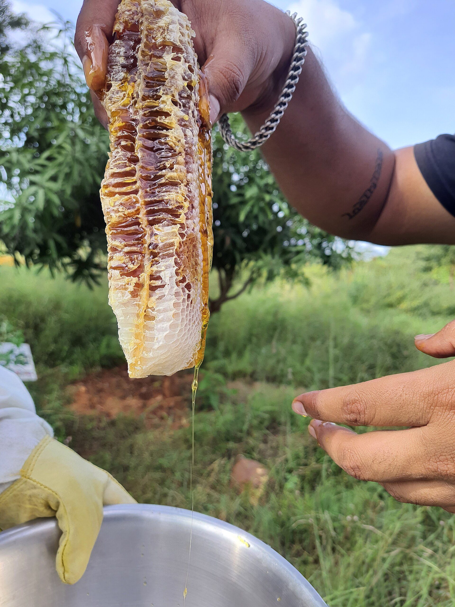 Sundarban Honey