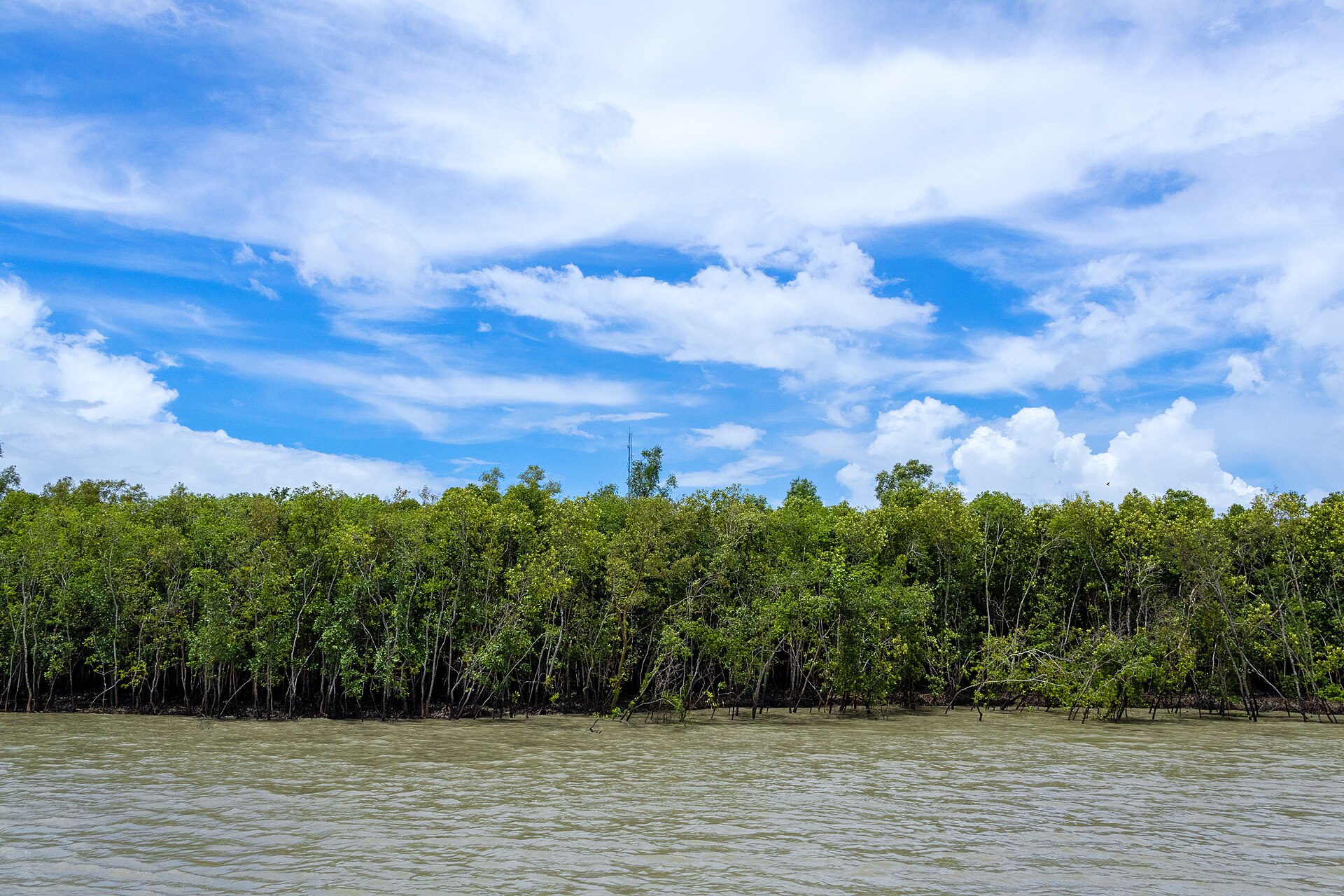 Boat in the Sundarban mangroves
